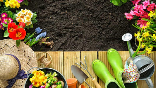 Dal Caffè al Giardino: Come Sfruttare al Meglio i Fondi di Caffè